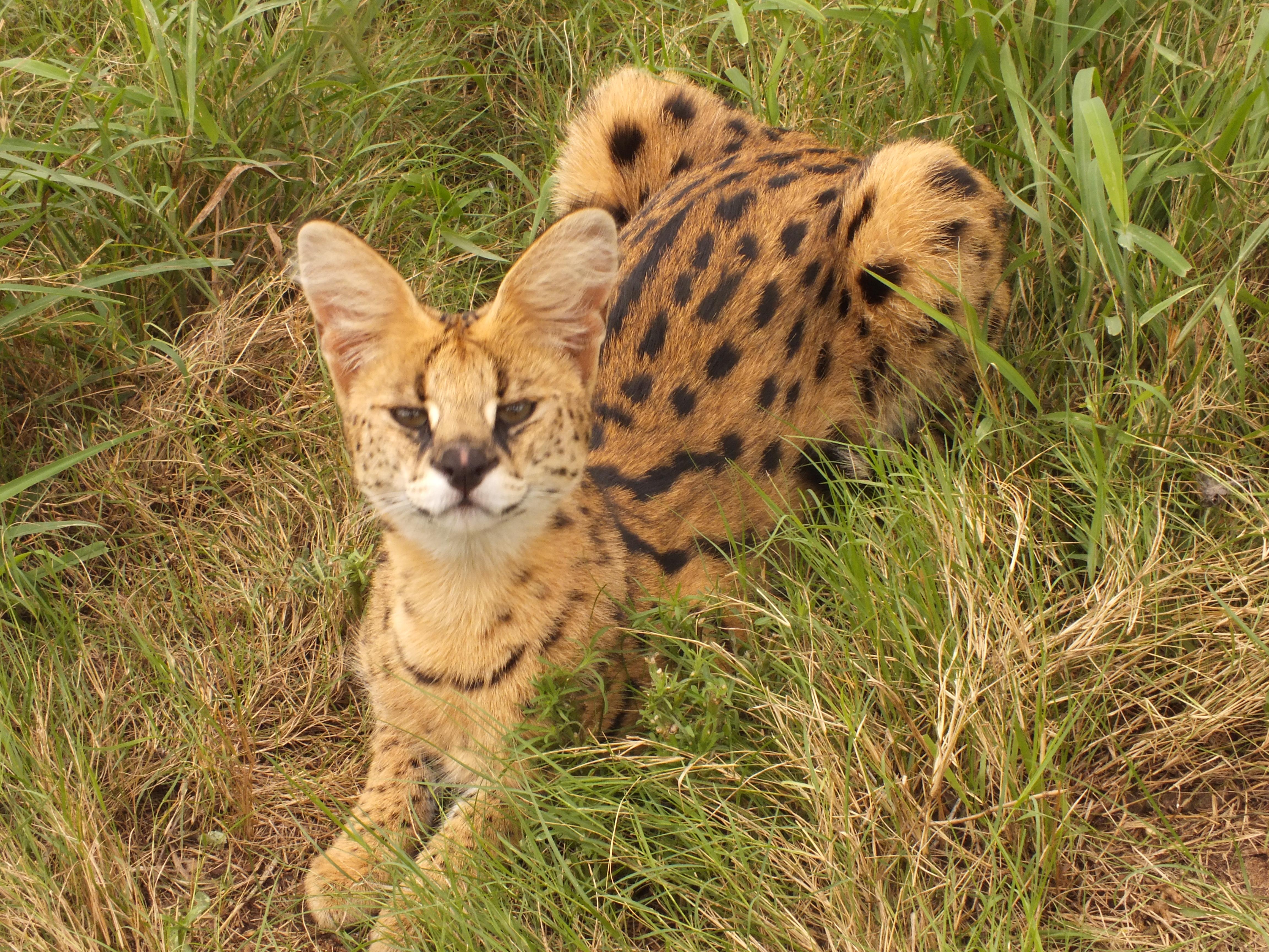 African wild hot sale cat serval